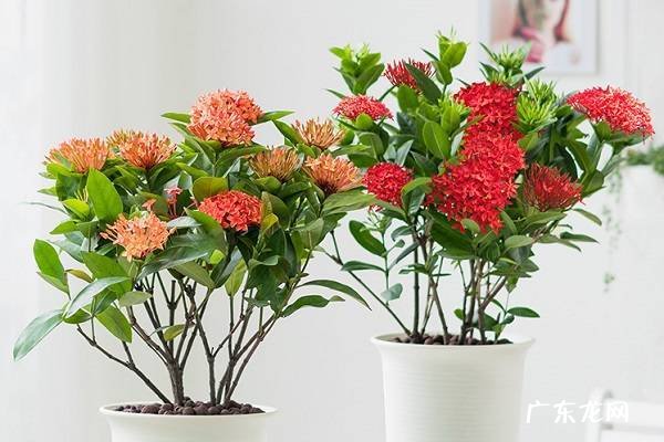 龙船花怎么养更旺盛 需要注意哪些因素