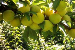 李子树扦插最佳时间 几月份扦插好