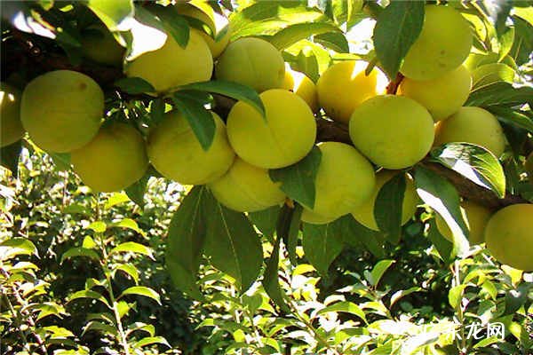 李子树扦插最佳时间 几月份扦插好