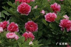 牡丹移栽后第一年能开花吗 如何开花