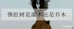 佛肚树是灌木还是乔木