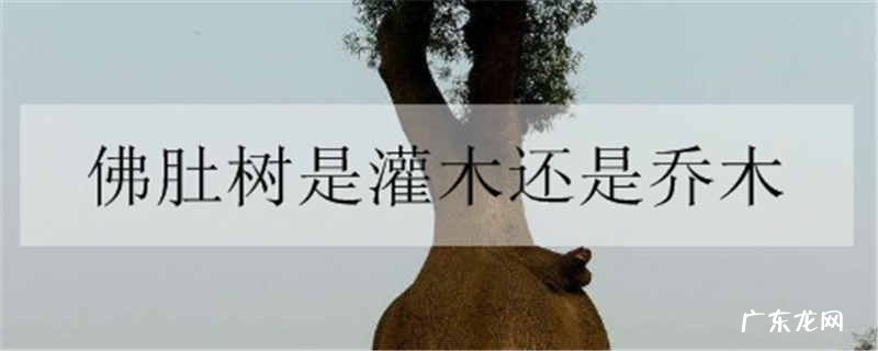 佛肚树是灌木还是乔木
