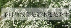 麻叶绣线菊是灌木还是乔木