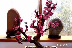 梅花花苞干瘪掉落是什么原因 要怎么处理