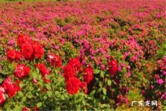 一个花盆可以栽几株玫瑰 如何种植