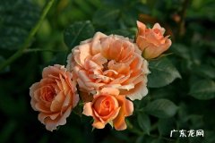 月季叶子卷曲枯焦是什么原因 如何才能解决