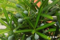 罗汉松叶子失绿干枯的原因 解决办法有哪些