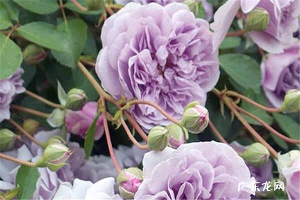 月季花移盆后马上可以浇水吗 换盆方法是什么