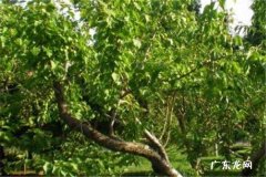 杏树嫁接最佳时间 什么时候嫁接好