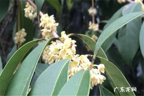 桂花种子催芽要多久 怎么催芽