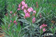 网购土球月季要马上上盆吗 怎么处理