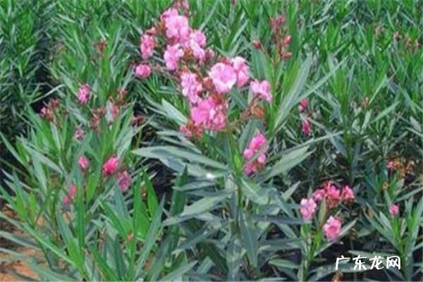 网购土球月季要马上上盆吗 怎么处理