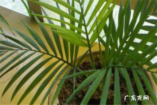 袖珍椰子怎么养才能爆盆 袖珍椰子家庭养法