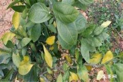 橘子树移栽几天能活 什么时候移栽好