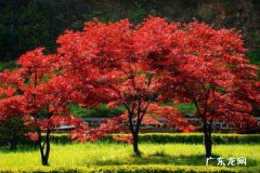 日本红枫和美国红枫哪个好