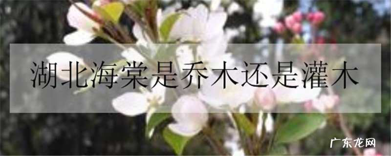 湖北海棠是乔木还是灌木