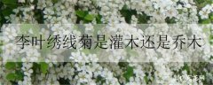 李叶绣线菊是灌木还是乔木