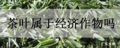 茶叶属于经济作物吗