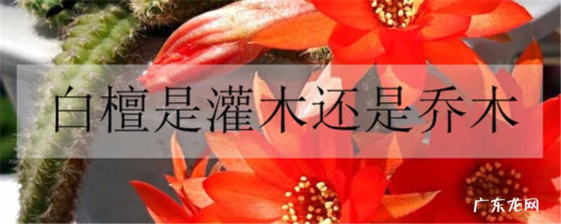 白檀是灌木还是乔木