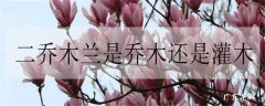 二乔木兰是乔木还是灌木