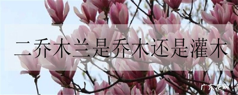 二乔木兰是乔木还是灌木