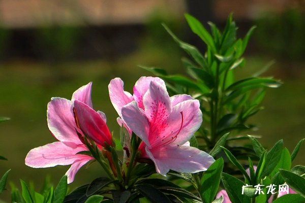 杜鹃花打蔫怎么挽救 是什么原因造成的