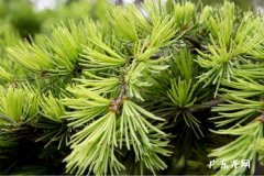 裸根松树的移栽不死的方法 移栽多久成活