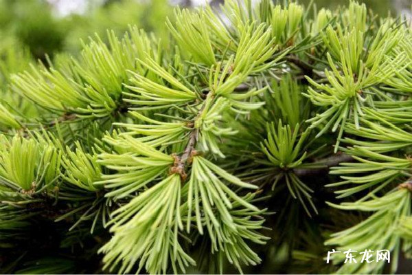 裸根松树的移栽不死的方法 移栽多久成活