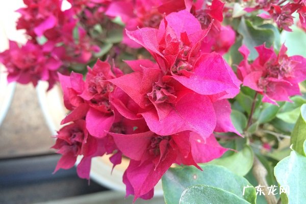 三角梅僵苗不长叶怎么办 是什么原因造成的