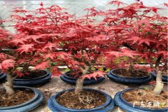 红舞姬红枫与三季红枫哪个漂亮