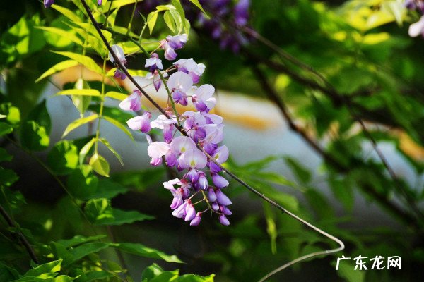 吃紫藤花的好处 紫藤花的吃法与功效