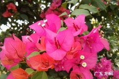 三角梅春天发芽后怎么养护 哪些因素最重要