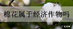 棉花属于经济作物吗
