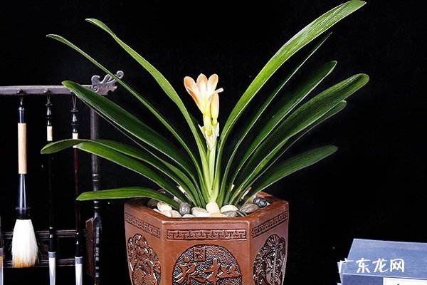 君子兰换土还用旧土吗 怎么换盆