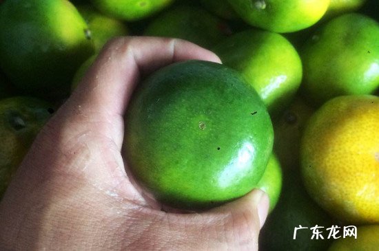 青橘子的功效与作用