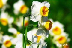 水培水仙花的养殖方法 养殖技巧有哪些