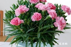 石竹可以活几年 怎么样花期延长