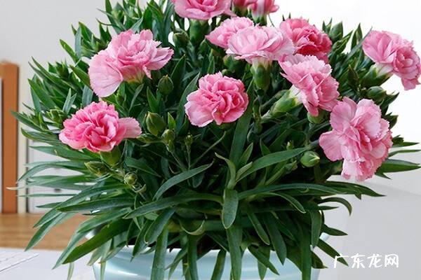 石竹可以活几年 怎么样花期延长