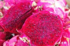火龙果是凉性还是热性 火龙果是寒性的吗