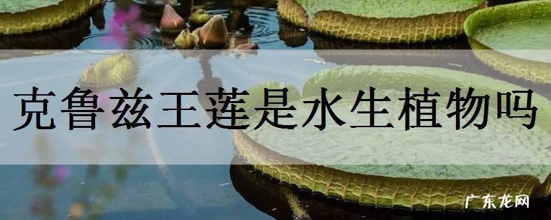 克鲁兹王莲是水生植物吗