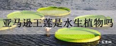 亚马逊王莲是水生植物吗