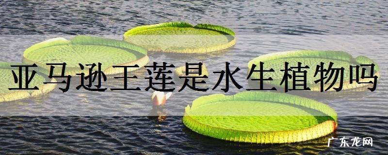 亚马逊王莲是水生植物吗
