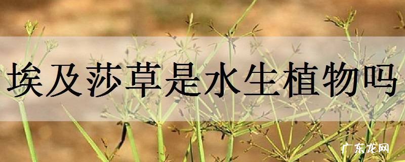 埃及莎草是水生植物吗