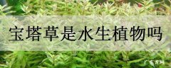 宝塔草是水生植物吗