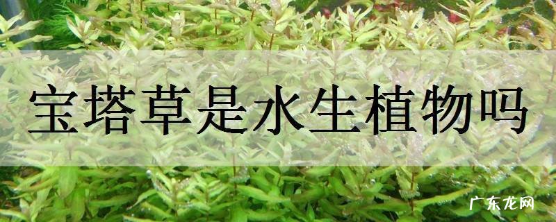宝塔草是水生植物吗