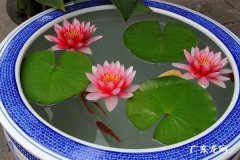 为什么睡莲光长叶不开花原因和处理方法
