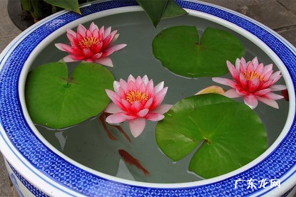 为什么睡莲光长叶不开花原因和处理方法