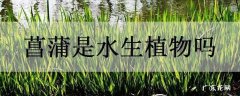 菖蒲是水生植物吗