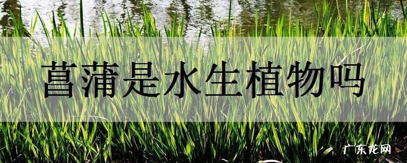 菖蒲是水生植物吗