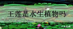 王莲是水生植物吗